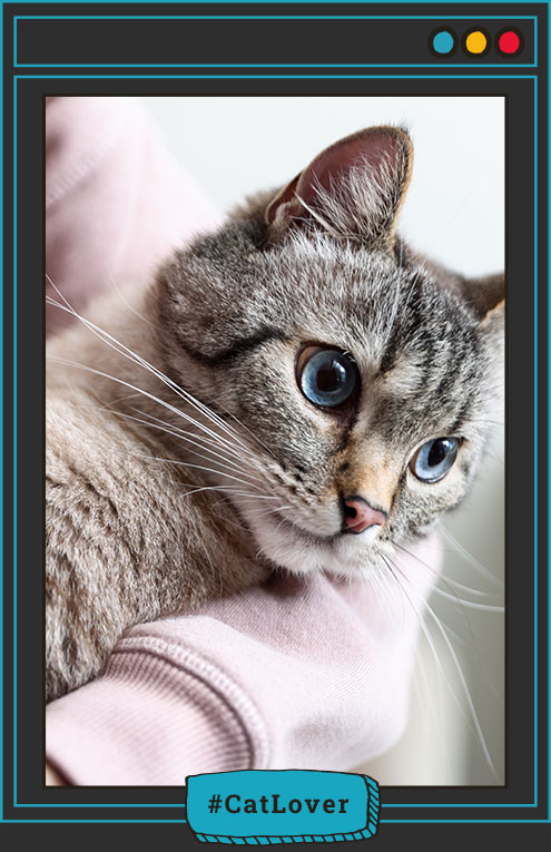 cómo ayudar a un gatito a adaptarse